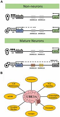 UBE3A: An E3 Ubiquitin Ligase With Genome-Wide Impact in Neurodevelopmental Disease